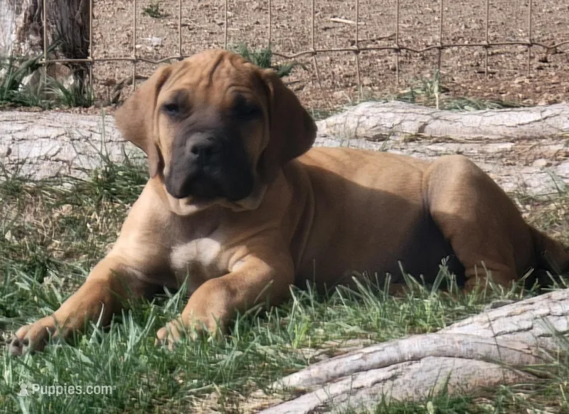 Yellow collar ( Sire and Dam appraised by NABBR) – Boerboel puppy for sale in Prescott, AZ