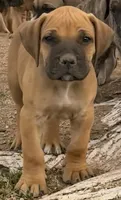 Yellow collar ( Sire and Dam appraised by NABBR), a male Boerboel for sale in Prescott, AZ – Photo 2 of 10