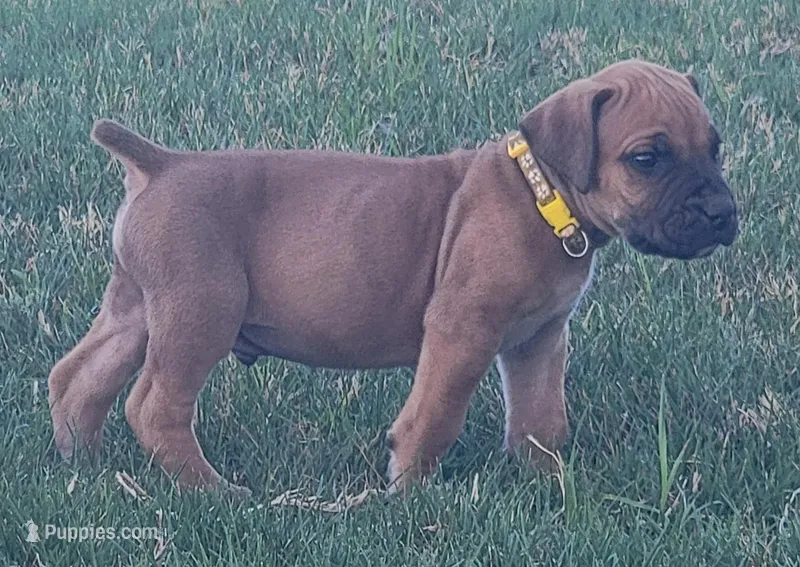 Yellow – Boerboel puppy for sale in Prescott, AZ