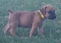Yellow, a male Boerboel for sale in Prescott, AZ – Photo 1 of 10