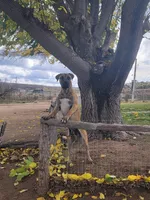 Yellow, a male Boerboel for sale in Prescott, AZ – Photo 10 of 10