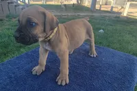 Yellow, a male Boerboel for sale in Prescott, AZ – Photo 5 of 10