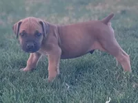 Yellow, a male Boerboel for sale in Prescott, AZ – Photo 2 of 10