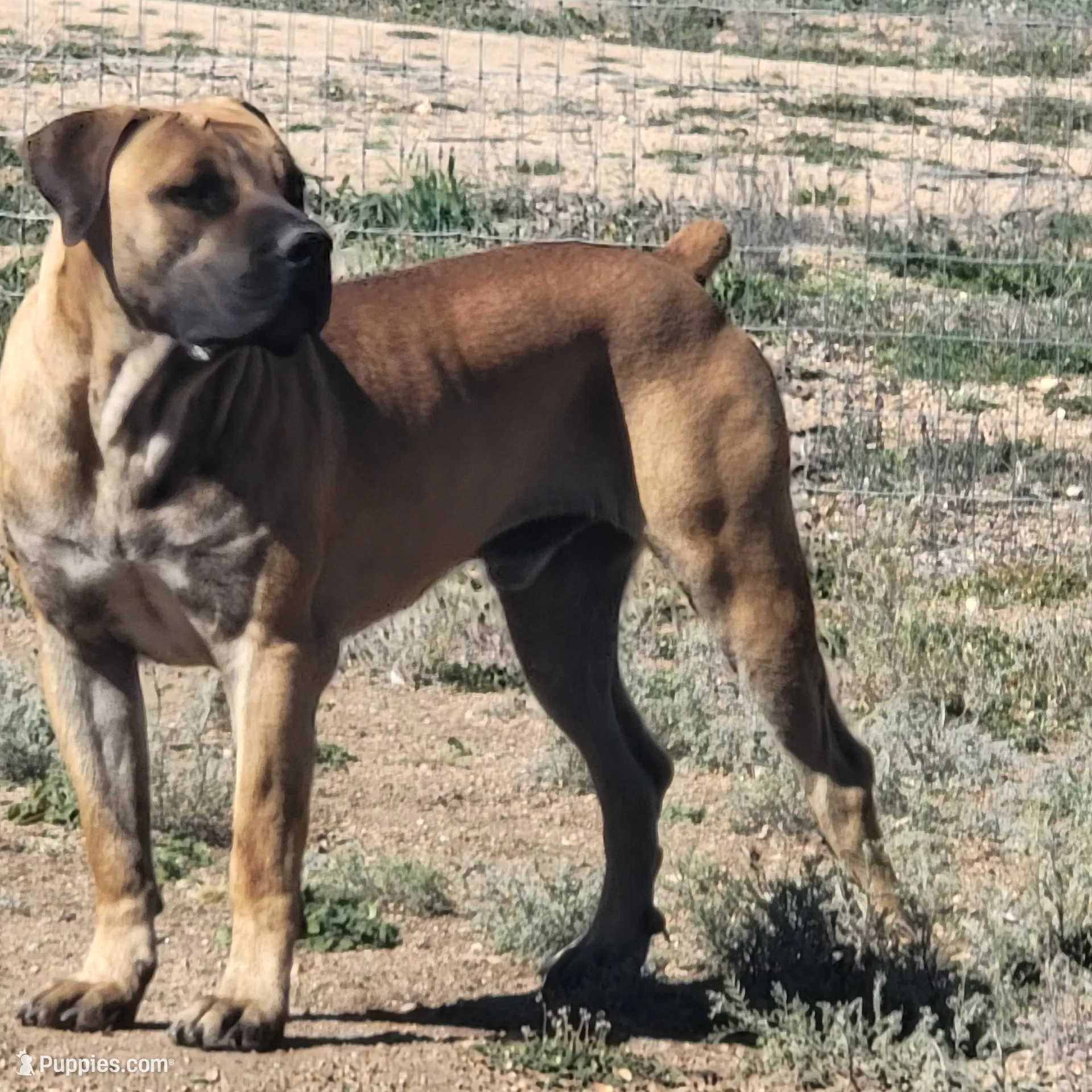 Yellow, a male Boerboel for sale in Prescott, AZ – Photo 9 of 10