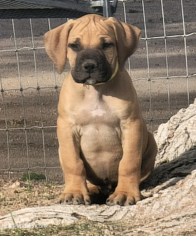 Yellow collar ( Sire and Dam appraised by NABBR) – Boerboel puppy for sale in Prescott, AZ