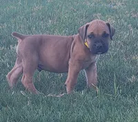 Yellow, a male Boerboel for sale in Prescott, AZ – Photo 4 of 10