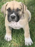 IRISH (parents appraised and DNA tested), a female Boerboel for sale in Prescott, AZ – 2 of 9