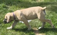 IRISH (parents appraised and DNA tested), a female Boerboel for sale in Prescott, AZ – 5 of 9