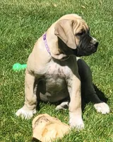 IRISH (parents appraised and DNA tested), a female Boerboel for sale in Prescott, AZ – 4 of 9