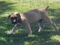 IRISH (parents appraised and DNA tested), a female Boerboel for sale in Prescott, AZ – 7 of 9
