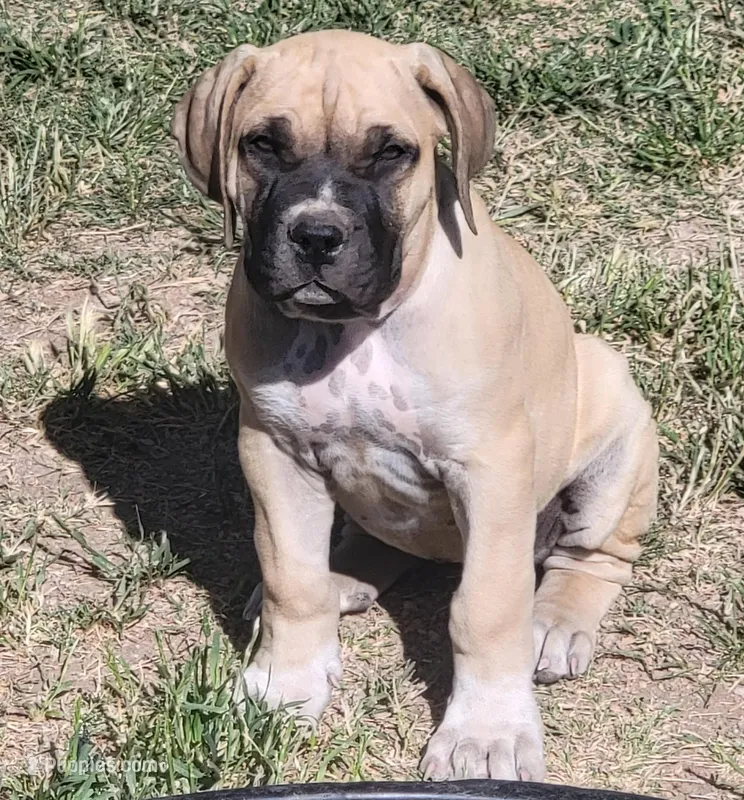 IRISH (parents appraised and DNA tested) – Boerboel puppy for sale in Prescott, AZ