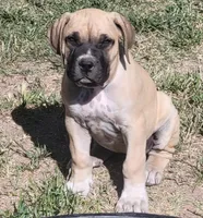 IRISH (parents appraised and DNA tested), a female Boerboel for sale in Prescott, AZ – 1 of 9