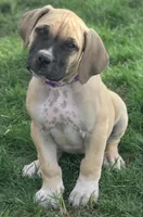 IRISH (parents appraised and DNA tested), a female Boerboel for sale in Prescott, AZ – 6 of 9