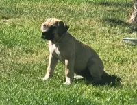 IRISH (parents appraised and DNA tested), a female Boerboel for sale in Prescott, AZ – 3 of 9