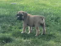 Purple collar Irish ( Sire and Dam appraised by NABBR), a female Boerboel for sale in Prescott, AZ – Photo 10 of 10
