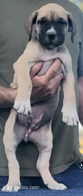 Purple collar Irish ( Sire and Dam appraised by NABBR) – Boerboel puppy for sale in Prescott, AZ