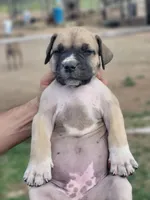 Purple collar Irish ( Sire and Dam appraised by NABBR), a female Boerboel for sale in Prescott, AZ – Photo 5 of 10