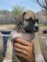 Purple collar Irish ( Sire and Dam appraised by NABBR), a female Boerboel for sale in Prescott, AZ – Photo 4 of 10