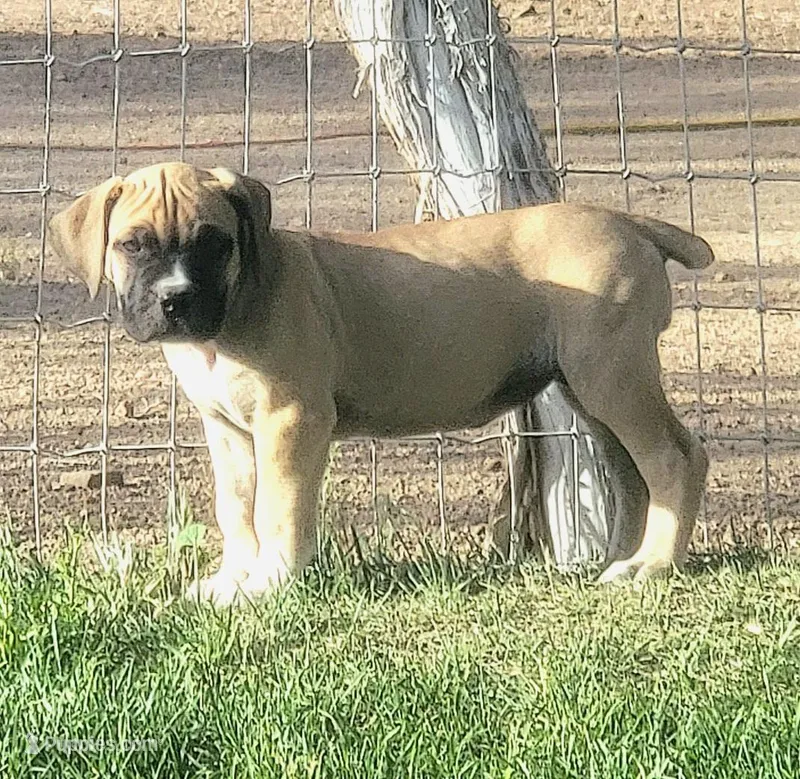 Purple collar Irish ( Sire and Dam appraised by NABBR) – Boerboel puppy for sale in Prescott, AZ