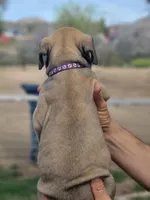 Purple collar Irish ( Sire and Dam appraised by NABBR), a female Boerboel for sale in Prescott, AZ – Photo 6 of 10