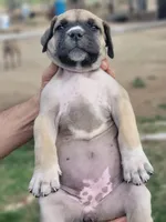 Purple collar Irish ( Sire and Dam appraised by NABBR), a female Boerboel for sale in Prescott, AZ – Photo 2 of 10