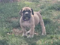 Purple collar Irish ( Sire and Dam appraised by NABBR), a female Boerboel for sale in Prescott, AZ – Photo 3 of 10