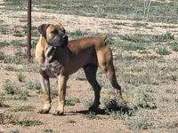 Purple collar Irish ( Sire and Dam appraised by NABBR), a female Boerboel for sale in Prescott, AZ – Photo 7 of 10