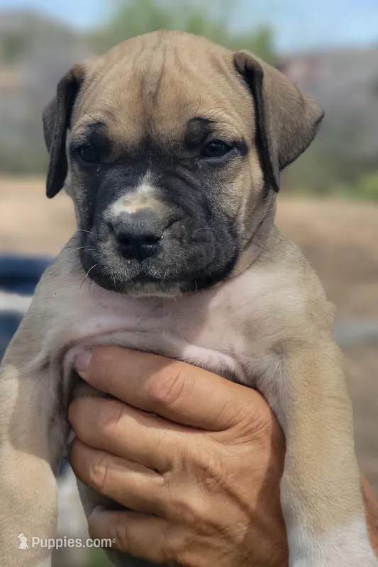 Purple collar Irish ( Sire and Dam appraised by NABBR) – Boerboel puppy for sale in Prescott, AZ