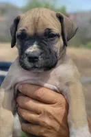 Purple collar Irish ( Sire and Dam appraised by NABBR), a female Boerboel for sale in Prescott, AZ – Photo 1 of 10
