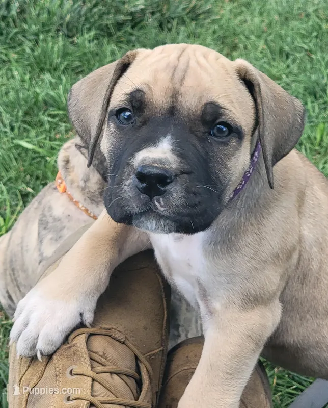 Purple collar Irish ( Sire and Dam appraised by NABBR) – Boerboel puppy for sale in Prescott, AZ