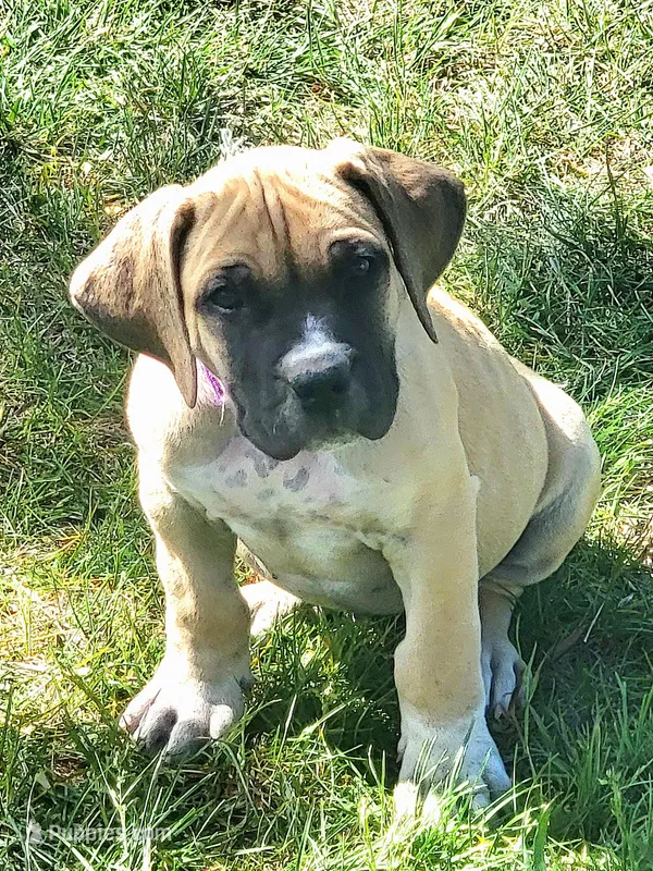Purple collar Irish ( Sire and Dam appraised by NABBR) – Boerboel puppy for sale in Prescott, AZ