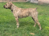 Purple collar Irish ( Sire and Dam appraised by NABBR), a female Boerboel for sale in Prescott, AZ – Photo 8 of 10