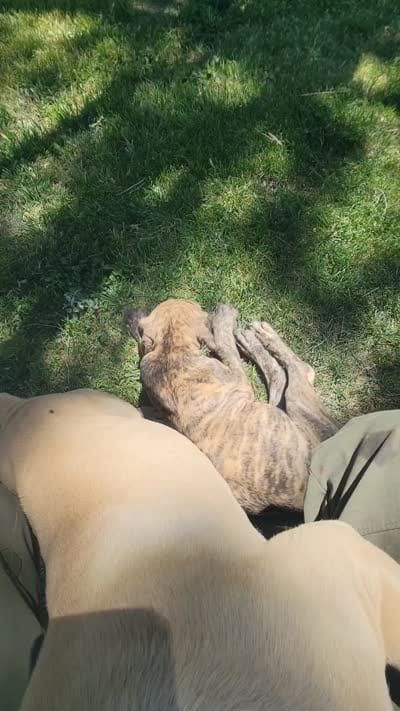 IRISH (parents appraised and DNA tested), a female Boerboel for sale in Prescott, AZ – 9 of 9