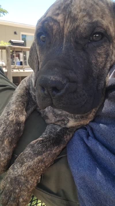 Brindle male... parents appraised and DNA tested , a male Boerboel for sale in Prescott, AZ – 10 of 10