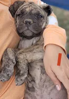 Orange Collar ( Sire and Dam appraised by NABBR), a female Boerboel for sale in Prescott, AZ – Photo 6 of 10