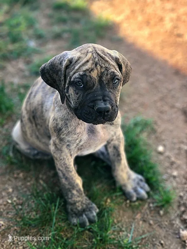 Orange Collar ( Sire and Dam appraised by NABBR) – Boerboel puppy for sale in Prescott, AZ