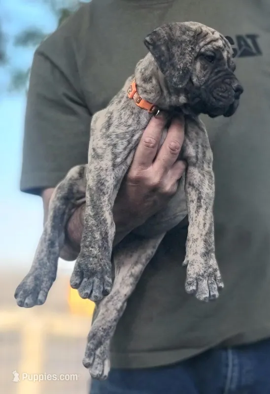 Orange Collar ( Sire and Dam appraised by NABBR) – Boerboel puppy for sale in Prescott, AZ