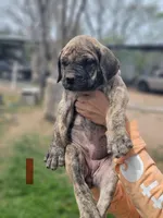Orange Collar ( Sire and Dam appraised by NABBR), a female Boerboel for sale in Prescott, AZ – Photo 7 of 10