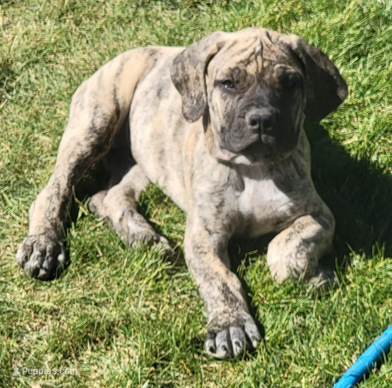 Orange Collar ( Sire and Dam appraised by NABBR) – Boerboel puppy for sale in Prescott, AZ