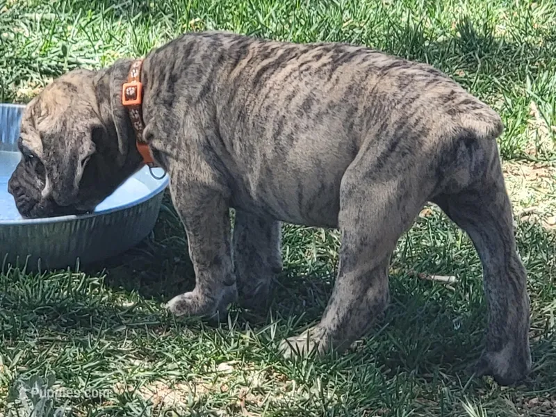 Orange Collar ( Sire and Dam appraised by NABBR) – Boerboel puppy for sale in Prescott, AZ