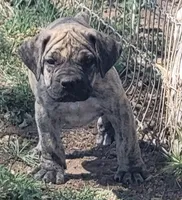 Orange Collar ( Sire and Dam appraised by NABBR), a female Boerboel for sale in Prescott, AZ – Photo 2 of 10