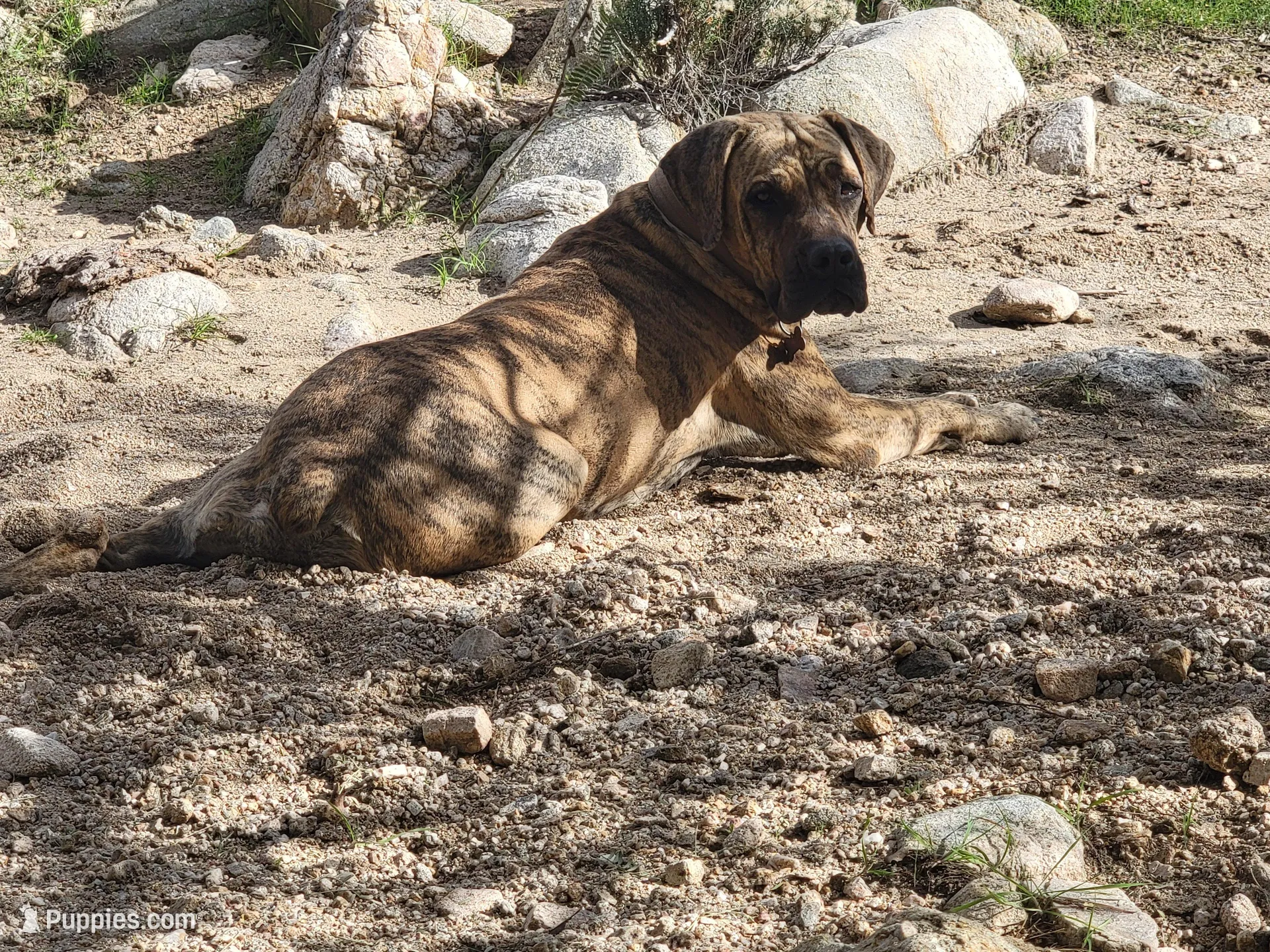 Pink Collar (Sire and Dam appraised by NABBR), a female Boerboel for sale in Prescott, AZ – Photo 10 of 10