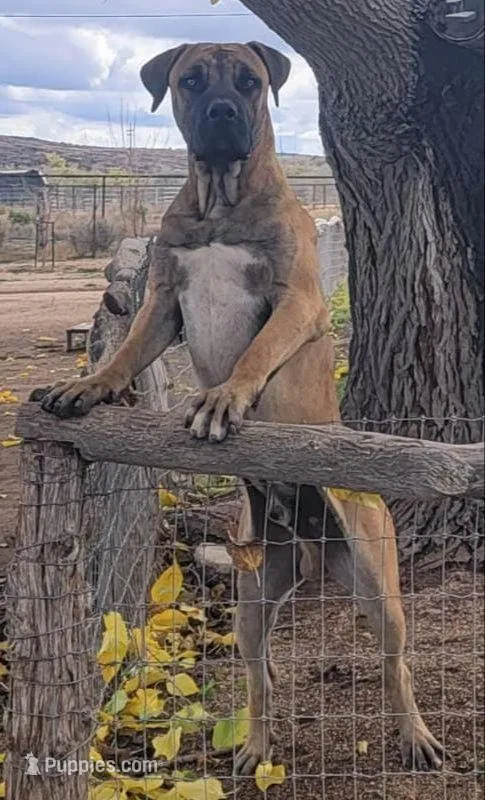 Pink Collar (Sire and Dam appraised by NABBR), a female Boerboel for sale in Prescott, AZ – Photo 8 of 10
