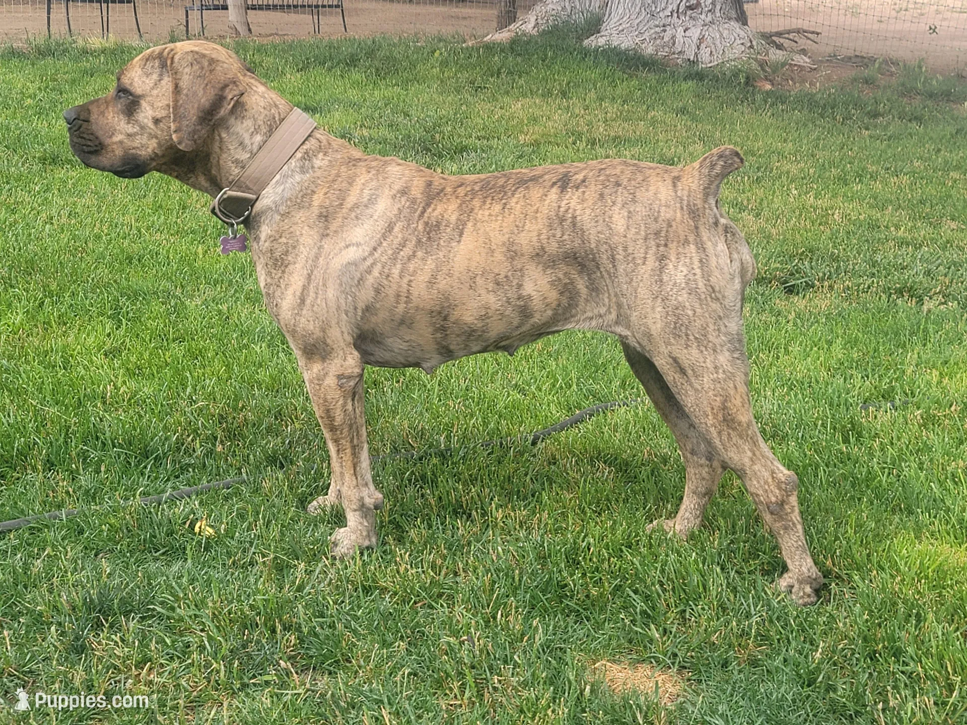 Pink Collar (Sire and Dam appraised by NABBR), a female Boerboel for sale in Prescott, AZ – Photo 9 of 10