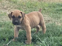 Black collar ( Sire and Dam appraised by NABBR), a female Boerboel for sale in Prescott, AZ – Photo 5 of 9