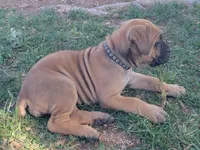 Black collar ( Sire and Dam appraised by NABBR), a female Boerboel for sale in Prescott, AZ – Photo 4 of 9