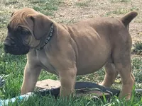 Black collar ( Sire and Dam appraised by NABBR), a female Boerboel for sale in Prescott, AZ – Photo 1 of 9
