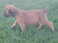 Black collar ( Sire and Dam appraised by NABBR), a female Boerboel for sale in Prescott, AZ – Photo 2 of 9