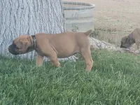 Black collar ( Sire and Dam appraised by NABBR), a female Boerboel for sale in Prescott, AZ – Photo 6 of 9