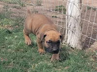 Black collar ( Sire and Dam appraised by NABBR), a female Boerboel for sale in Prescott, AZ – Photo 3 of 9
